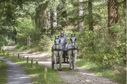 Vakantieboerderij Hoeve Heide en Wold met hottub direct aan ruiterroutes VMP010